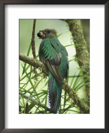 Female Resplendent Quetzal Bearing Food For Its Nestlings In A Hollowed Tree by Steve Winter Pricing Limited Edition Print image