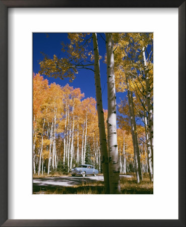 Aspens In Full Color Near The Grand Canyon Lodge by Justin Locke Pricing Limited Edition Print image