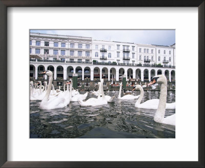 Swans In Front Of The Alster Arcades In The Altstadt (Old Town), Hamburg, Germany by Yadid Levy Pricing Limited Edition Print image