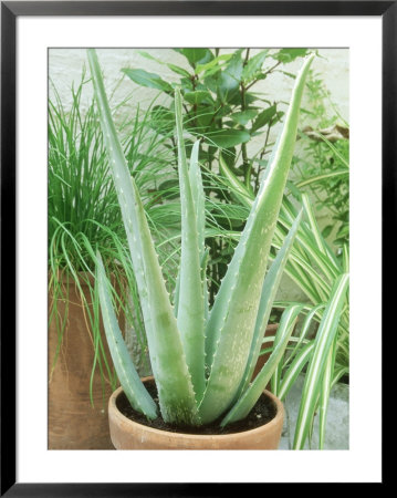 Aloe Vera Terracotta Pot by Andrew Lord Pricing Limited Edition Print image
