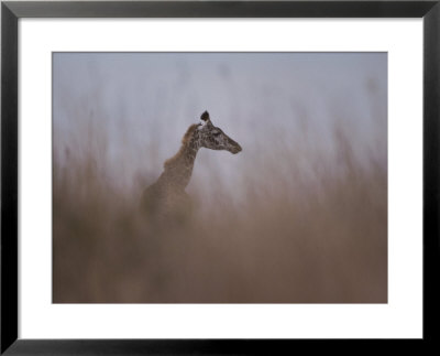 Profile Of A Reticulated Giraffe In The Grass by Jodi Cobb Pricing Limited Edition Print image