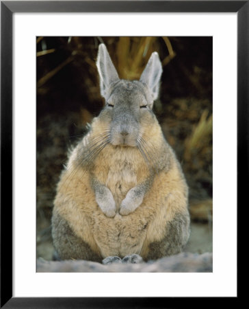 A Herbivorous Viscacha Puffs Up Against The Sharp Desert Cold by Joel Sartore Pricing Limited Edition Print image