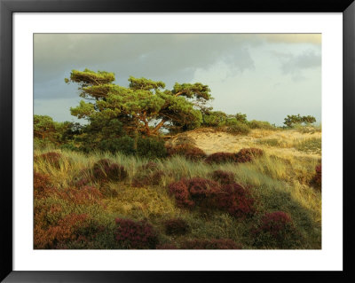 Heathland On The Island Of Hiddensee In The East Sea by Norbert Rosing Pricing Limited Edition Print image