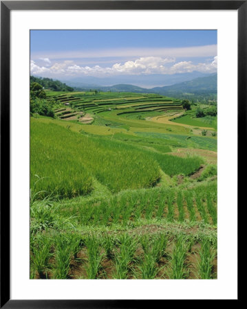 Rice Terraces Of The Minangkabau, Sumatra, Indonesia by Robert Francis Pricing Limited Edition Print image
