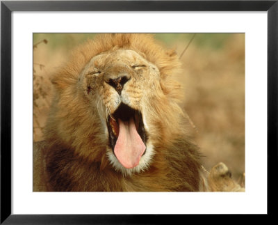 African Lion (Felis Leo), Adult Male Yawning by Elizabeth Delaney Pricing Limited Edition Print image