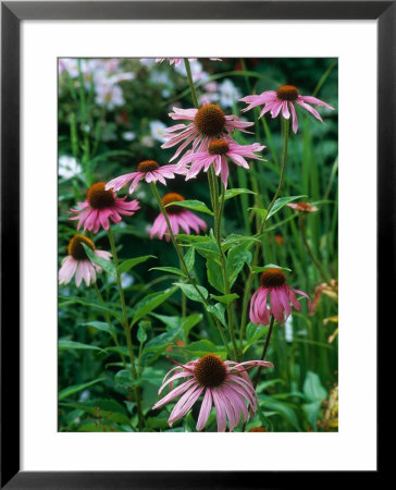 Echinacea Purpurea (Purple Coneflower) by Mark Bolton Pricing Limited Edition Print image