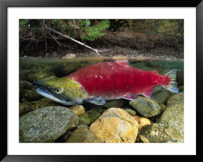 A Red Salmon Fish Swims Through Shallow Water by Paul Nicklen Pricing Limited Edition Print image