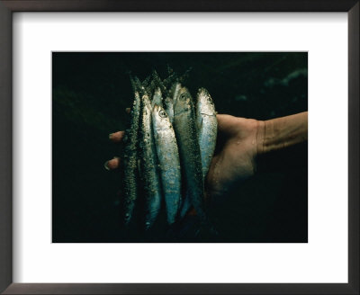 Hand Holding Sardines by Sam Abell Pricing Limited Edition Print image
