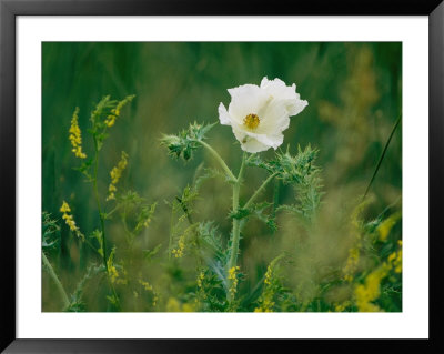 Crested Prickly Poppy Blooms Among Prairie Grasses In South Dakota by Annie Griffiths Belt Pricing Limited Edition Print image