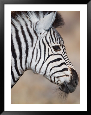 Burchell's Zebra, Etosha National Park, Namibia by Michele Westmorland Pricing Limited Edition Print image