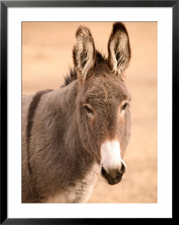 Philmont Scout Ranch Museum Burro, Cimarron, New Mexico, Usa by Walter Bibikow Pricing Limited Edition Print image
