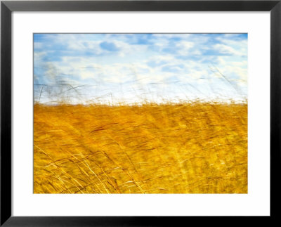Golden Grass In The Wind by Robert Cattan Pricing Limited Edition Print image