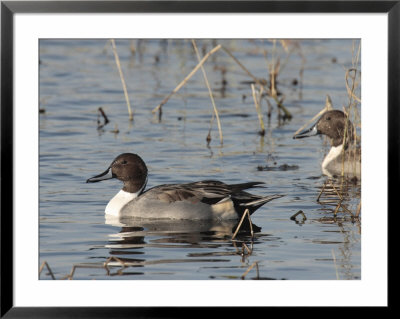 Northern Pintails In A Marsh by George Grall Pricing Limited Edition Print image