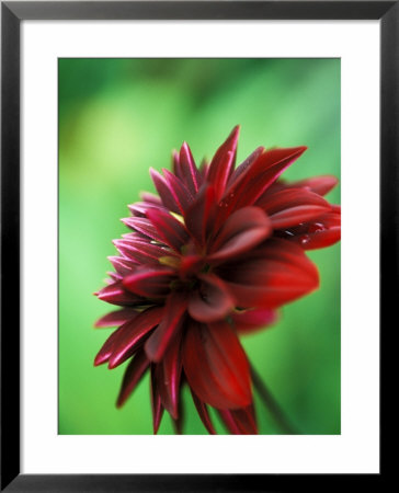 Dahlia (Arabian Night), Close-Up by Ruth Brown Pricing Limited Edition Print image