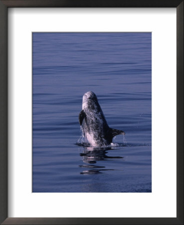 Rissos Dolphin, Breaching, France by Gerard Soury Pricing Limited Edition Print image