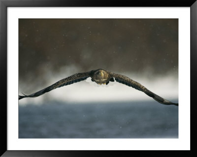 A White-Tailed Sea Eagle In Flight by Klaus Nigge Pricing Limited Edition Print image