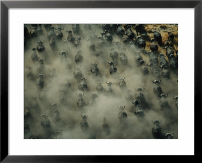Herd Of African Buffalo On The Move Stirring Up A Dust Cloud by Bobby Haas Pricing Limited Edition Print image