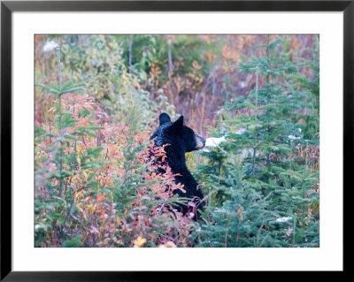 A Black Bear Looks Out Of A Field While Hunting For Food by Taylor S. Kennedy Pricing Limited Edition Print image