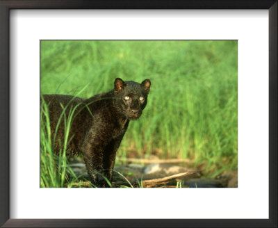 Black Leopard, Panthera Pardus Africa by Alan And Sandy Carey Pricing Limited Edition Print image
