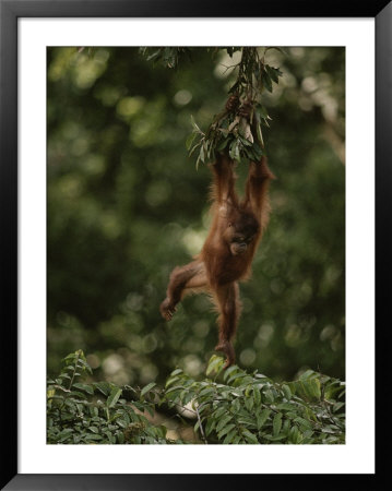 Young Orangutan Swinging From A Tree Branch by Mattias Klum Pricing Limited Edition Print image