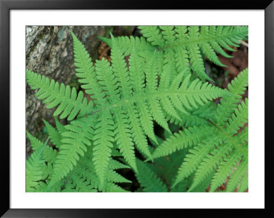 Long Beech Fern, White Mountains National Forest, Waterville Valley, New Hampshire, Usa by Jerry & Marcy Monkman Pricing Limited Edition Print image