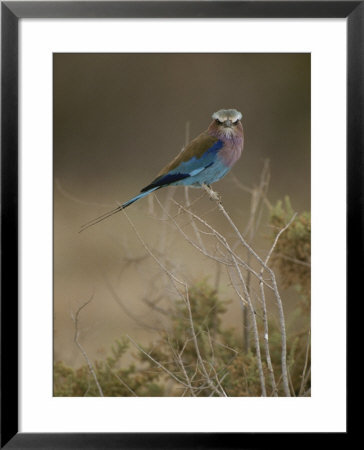 A Lilac Breasted Roller Bird Sitting On A Twig by Tom Murphy Pricing Limited Edition Print image