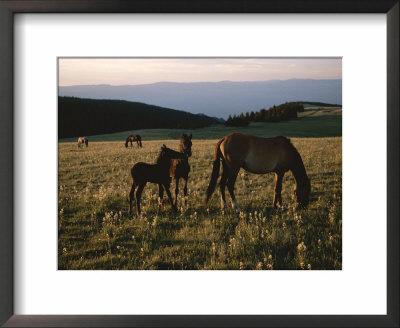 Wild Horses, Including Colts, Graze In A Field by Chris Johns Pricing Limited Edition Print image