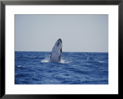 A Humpback Whale Calf Breaches by Jason Edwards Pricing Limited Edition Print image