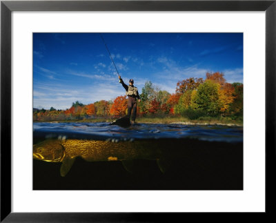 Sport Fisherman And His Atlantic Salmon Prey by Paul Nicklen Pricing Limited Edition Print image