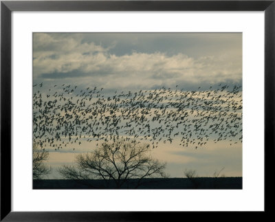 Flock Of Snow Geese In Flight At Twilight by Marc Moritsch Pricing Limited Edition Print image