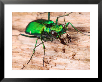 Portrait Of A Six-Spotted Green Tiger Beetle, Cincindela Formosa by George Grall Pricing Limited Edition Print image