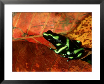 Green And Black Poison Dart Frog, Costa Rica by Gustav Verderber Pricing Limited Edition Print image