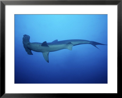 Scalloped Hammerhead Shark, Swimming, Costa Rica by Gerard Soury Pricing Limited Edition Print image