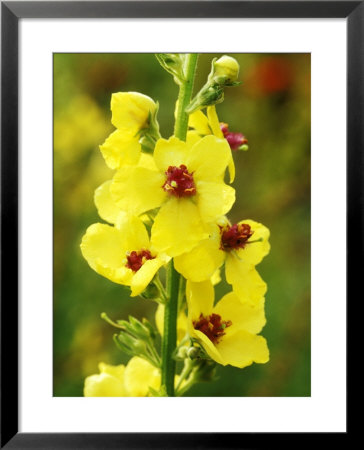 Verbascum Nigrum by Mark Bolton Pricing Limited Edition Print image