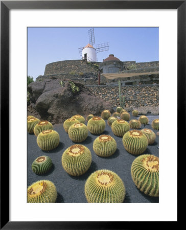 Jardin De Cactus, Near Guatiza, Lanzarote, Canary Islands, Atlantic, Spain, Europe by Hans Peter Merten Pricing Limited Edition Print image