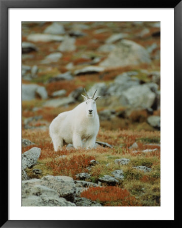 Mountain Goat (Oreamnos Montanus) by Elizabeth Delaney Pricing Limited Edition Print image