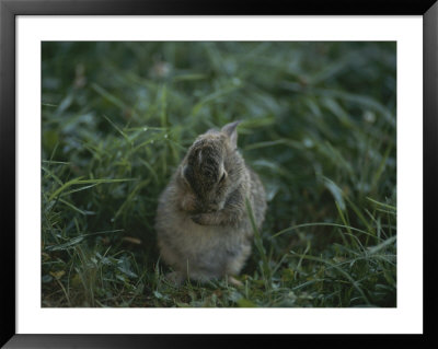 A Baby Cottontail Rabbit Washes Its Face by George F. Mobley Pricing Limited Edition Print image