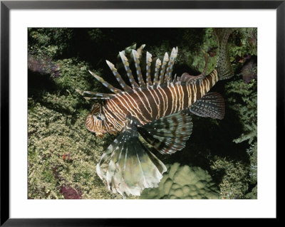 A Close-Up Of A Lionfish (Genus Pterois) Swimming In The Red Sea by Peter Carsten Pricing Limited Edition Print image
