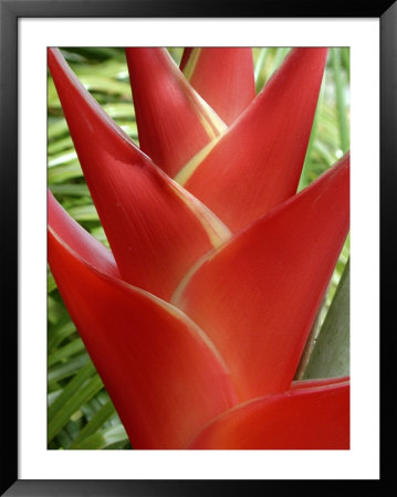 Heleconia, Maui, Hawaii, Usa by Bruce Behnke Pricing Limited Edition Print image