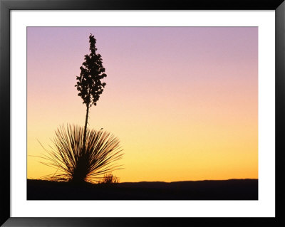 Yucca Plant Silhouetted At Sunset, White Sands National Monument, Usa by John Elk Iii Pricing Limited Edition Print image