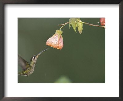 A Tropical Hummingbird Feeds On A Flower by Roy Toft Pricing Limited Edition Print image