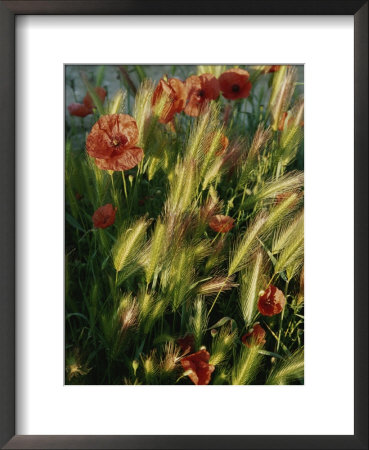 Wildflowers And Grass Tufts In Provence by Nicole Duplaix Pricing Limited Edition Print image