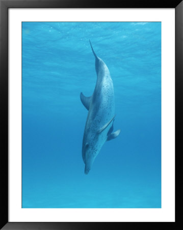 A Spotted Dolphin Does A Nose Dive Off The Coast Of Grand Turk Island by Wolcott Henry Pricing Limited Edition Print image