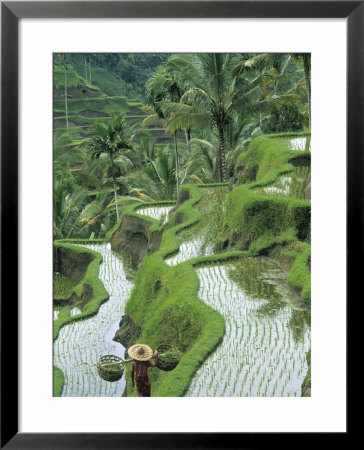 Rice Fields, Central Bali, Indonesia by Peter Adams Pricing Limited Edition Print image