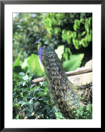 Javan Green Peafowl, Zoo Animal by Stan Osolinski Pricing Limited Edition Print image
