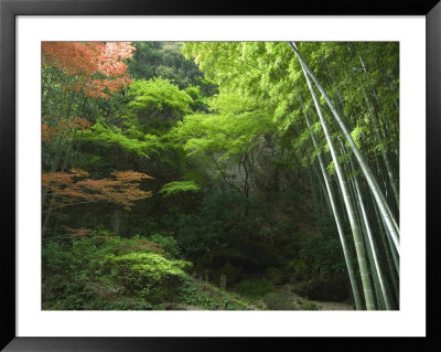 Bamboo Forest, Hokokuji Temple Garden, Kamakura, Kanagawa Prefecture, Japan, Asia by Chris Kober Pricing Limited Edition Print image