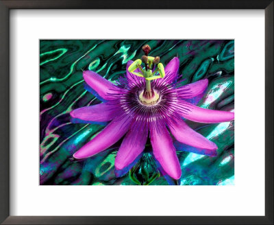Detail Of Passion Flower On Stained Glass, Alpharetta, Georgia, Usa by Charles R. Needle Pricing Limited Edition Print image