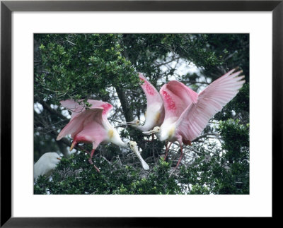 Roseate Spoonbills, Aggressive Behaviour, Texas, Usa by Philippe Henry Pricing Limited Edition Print image