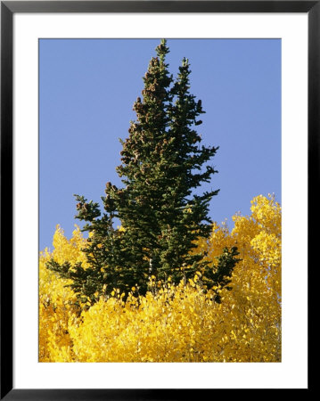 A Conifer Tree Towers Above Aspens In Fall Foliage by David Edwards Pricing Limited Edition Print image
