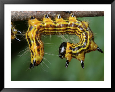 A Drexels Datana Caterpillar, Datana Drexelii, On A Twig by George Grall Pricing Limited Edition Print image